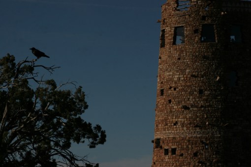 Raven at Watchtower