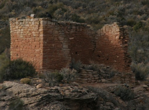 Raven at Hovenweep National Monument in Utah