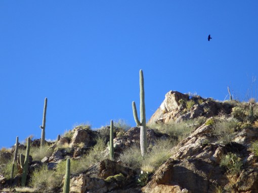 Raven in the canyon