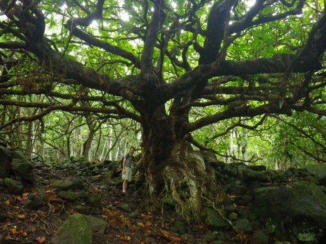 Scott with an awesome tree
