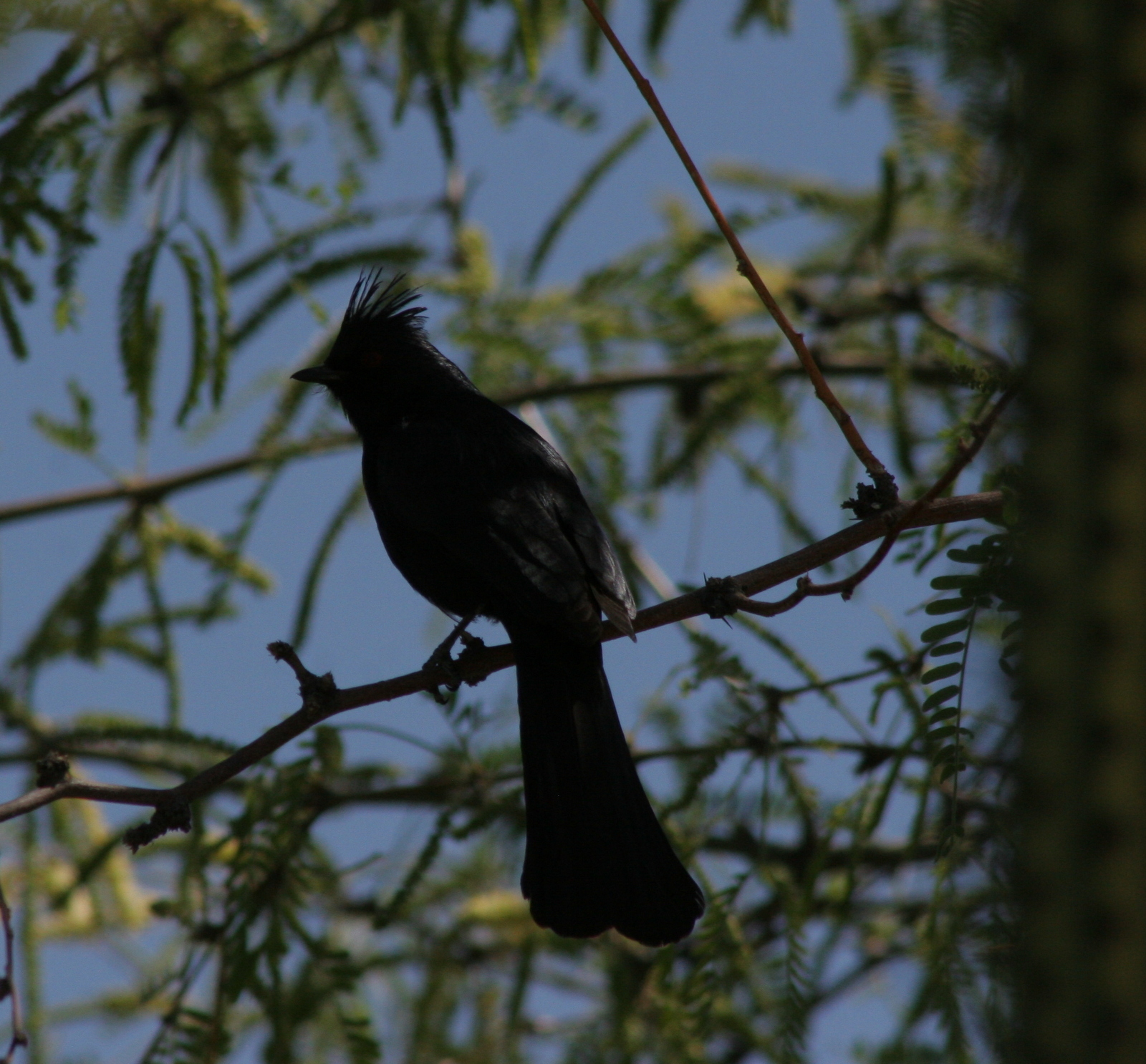Phainopepla