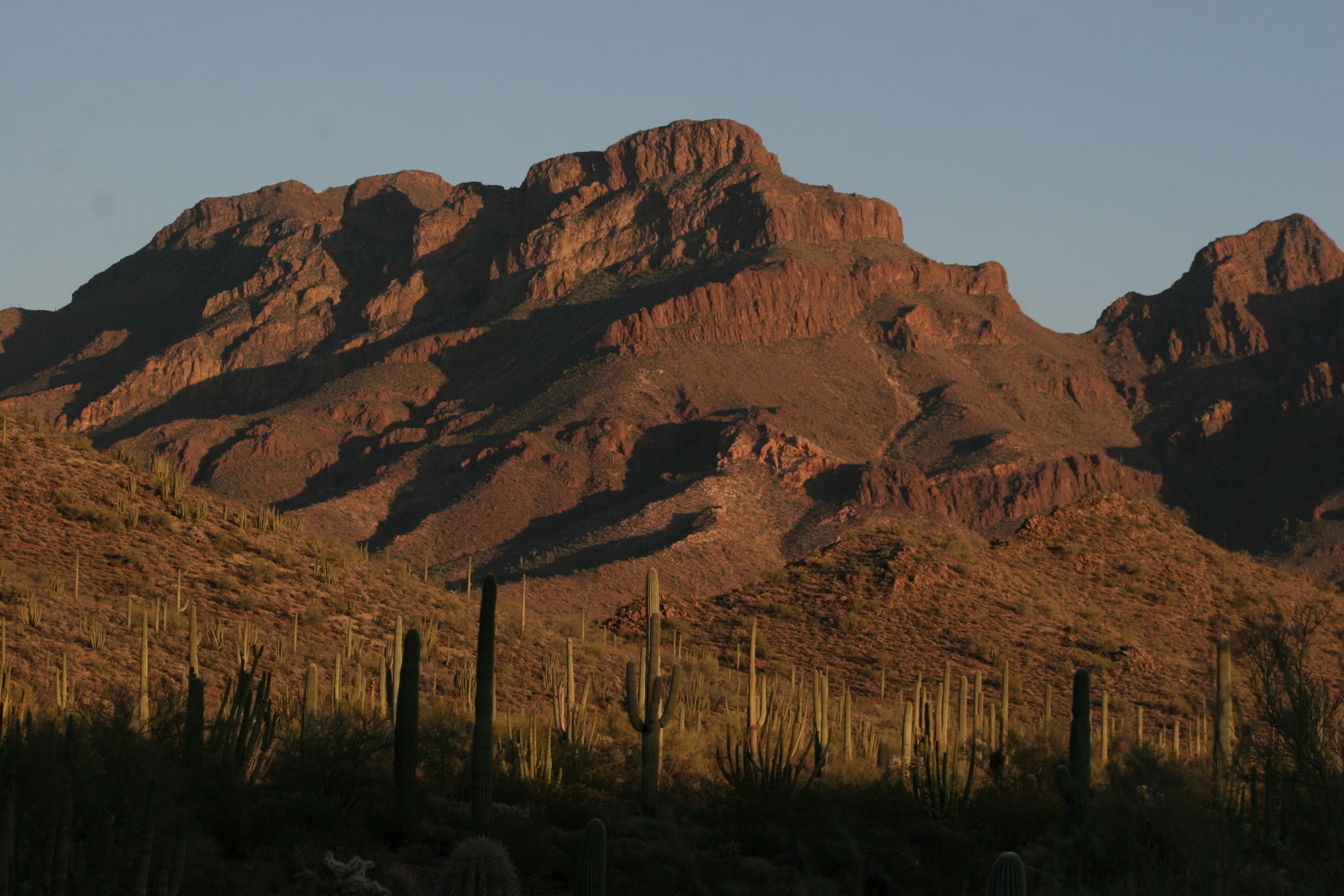Saguaros and Diaz Peak