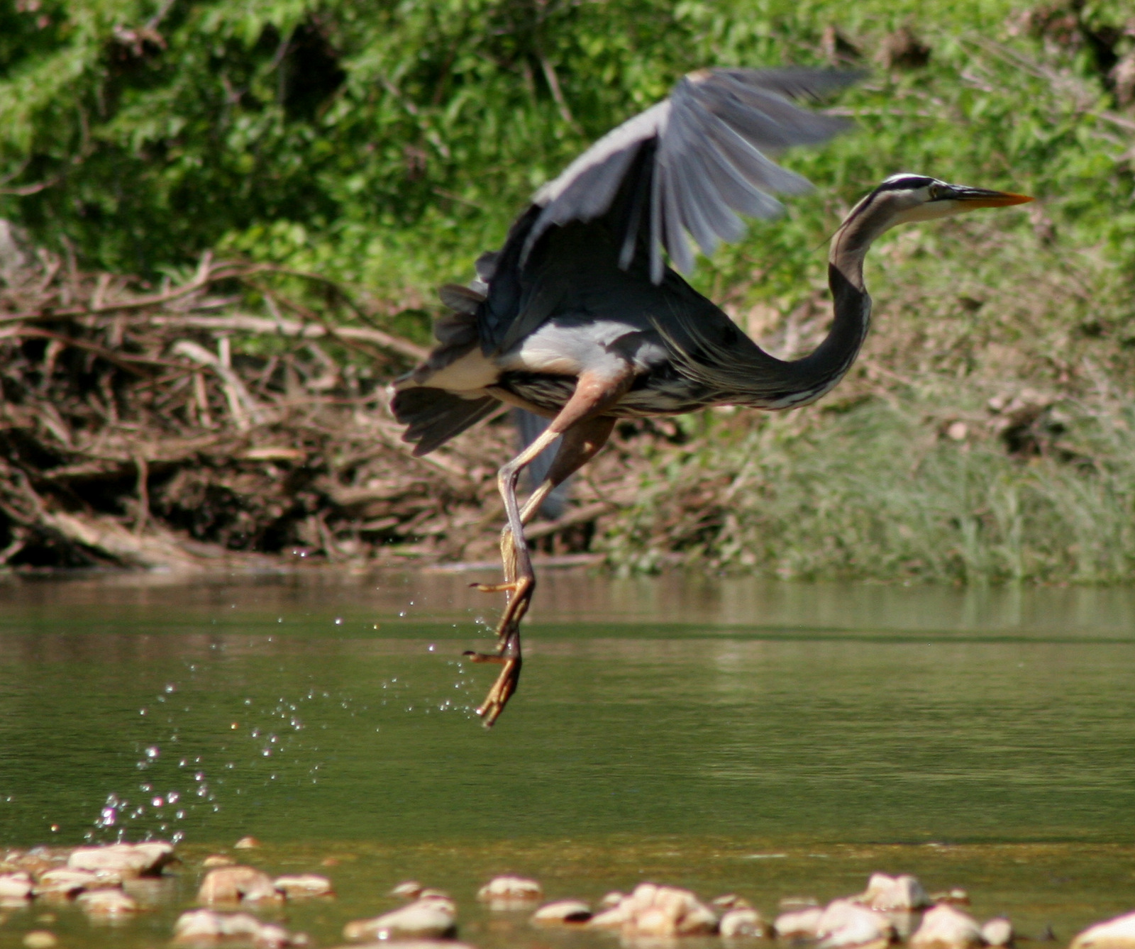 A great blue heron taking off