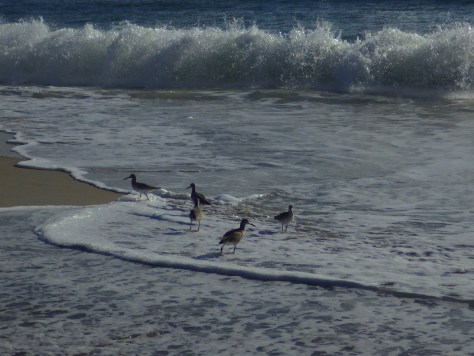 Short billed dowitchers