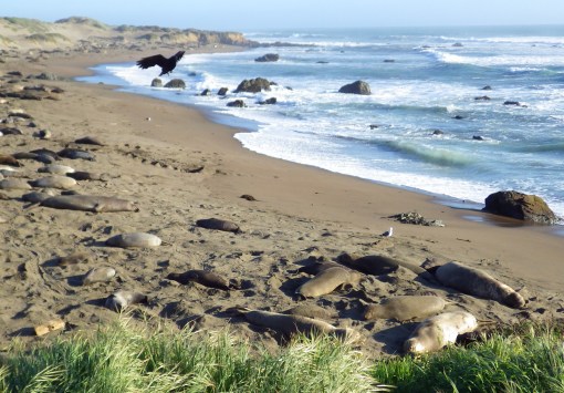 Raven and elephant seals