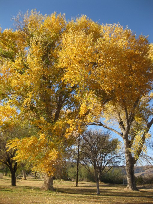 Z Christmas 2011 329