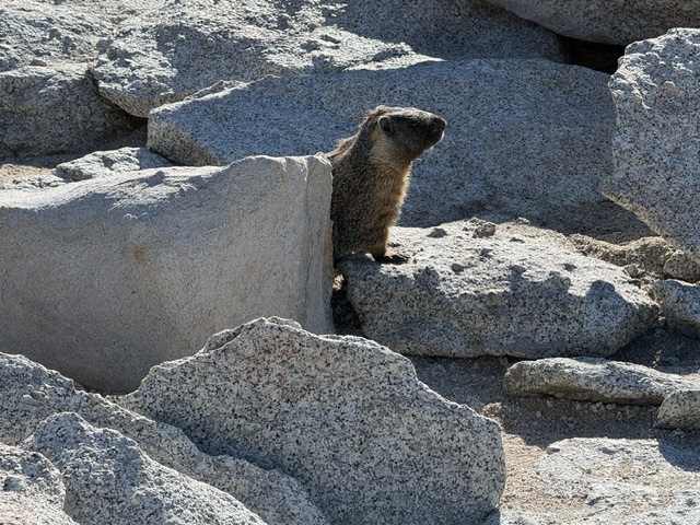 A marmot standing among large rocks in a rocky landscape.