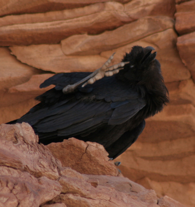 Raven about the park