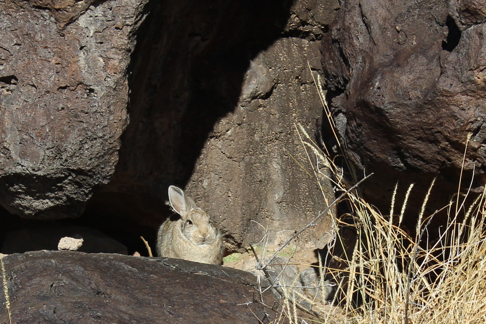 Petroglyph National Monument | Raven About The Parks