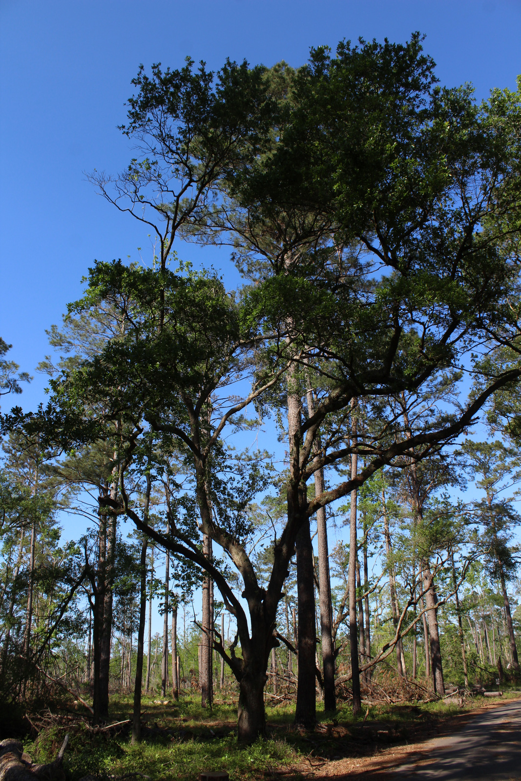 Kisatchie National Forest | Raven About The Parks