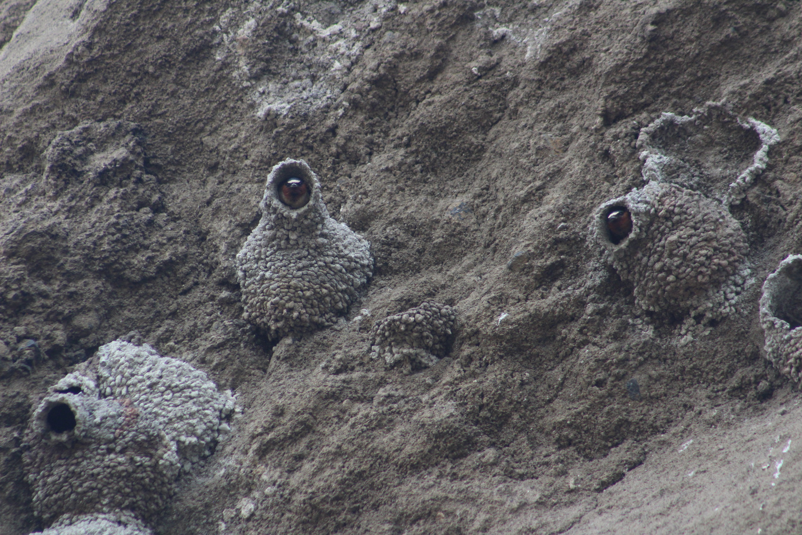 Cliff swallows