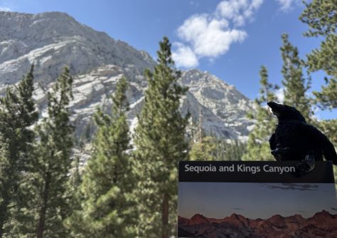 A raven perched on a sign for Sequoia and Kings Canyon, with towering mountain peaks and a blue sky in the background.
