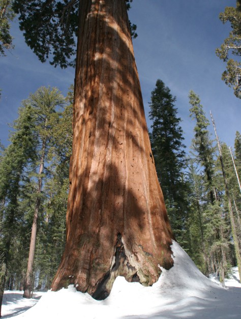 A towering giant sequoia tree with a rough, reddish-brown trunk stands amidst a snowy landscape, surrounded by tall green coniferous trees under a blue sky.