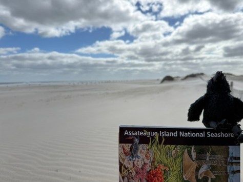 A black toy bird perched on a brochure for Assateague Island National Seashore, with a sandy beach and clouds in the background.
