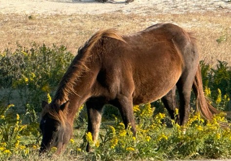 A brown horse grazing in a field with yellow flowers.